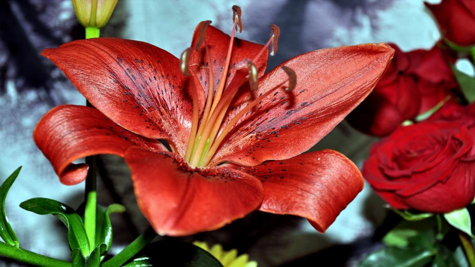 Beautiful bouquet with the red and orange, shiny flowers on the stems