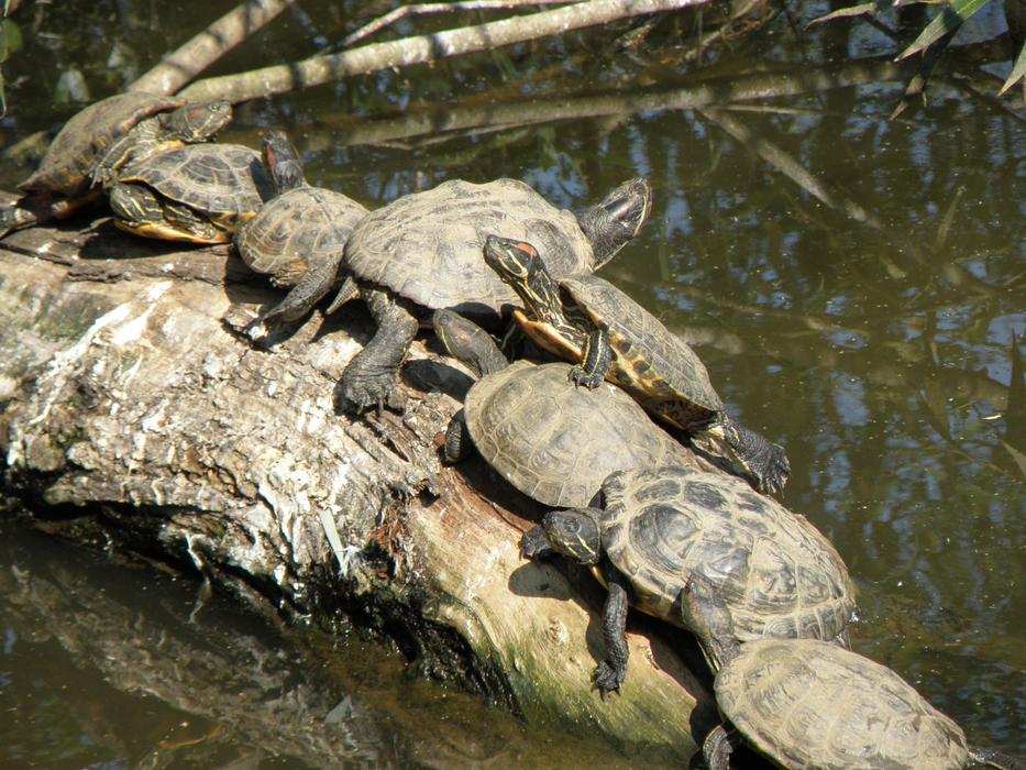Trachemys Scripta Elegans Turtles