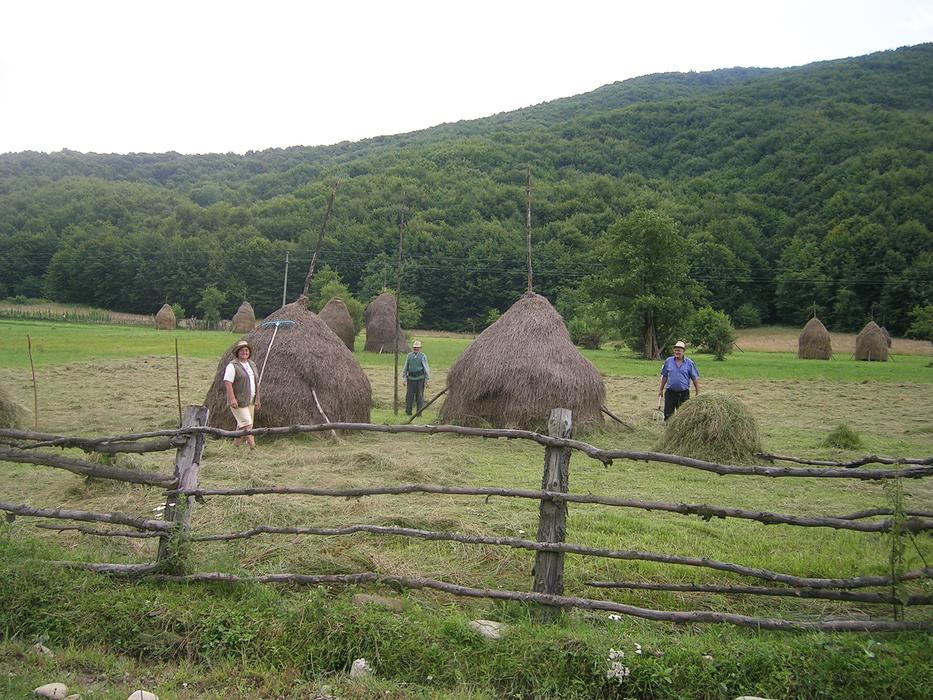 Romania Hay Fork