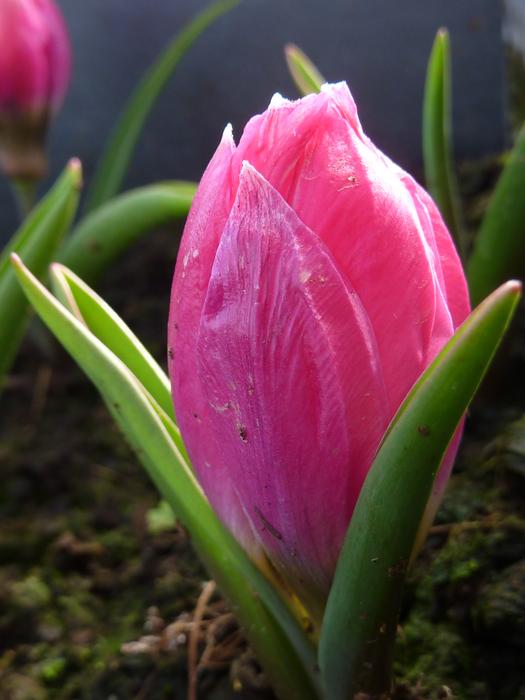 botanical tulip, pulchella violacea