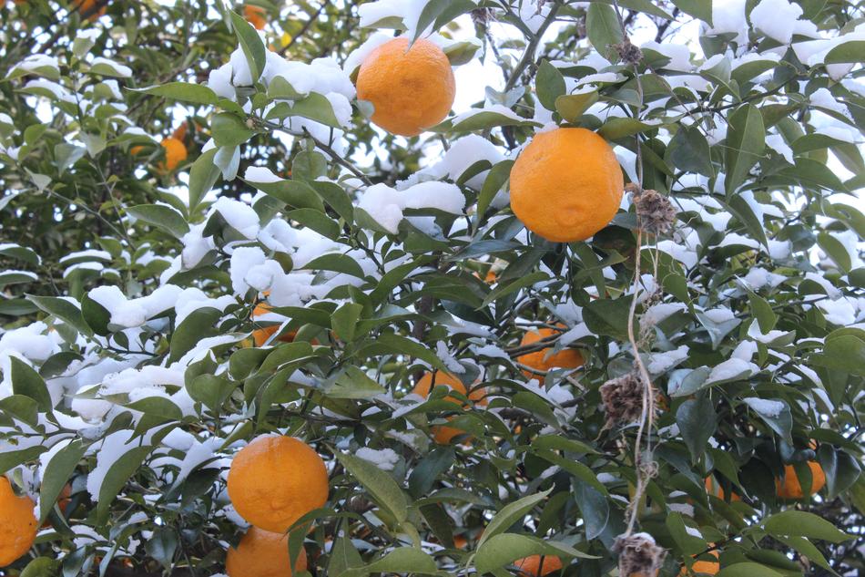 Mount Shinobu Citron Fukushima bush