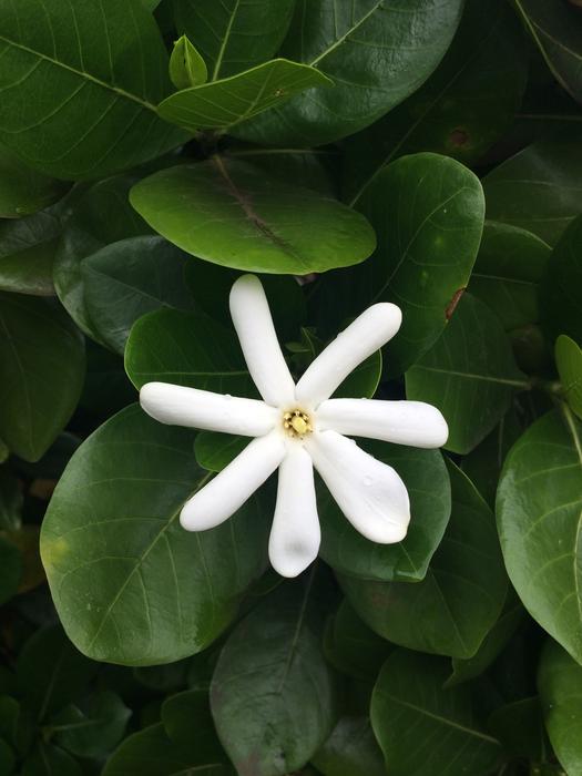 Beautiful, white and yellow flower, among the green grass on Maui