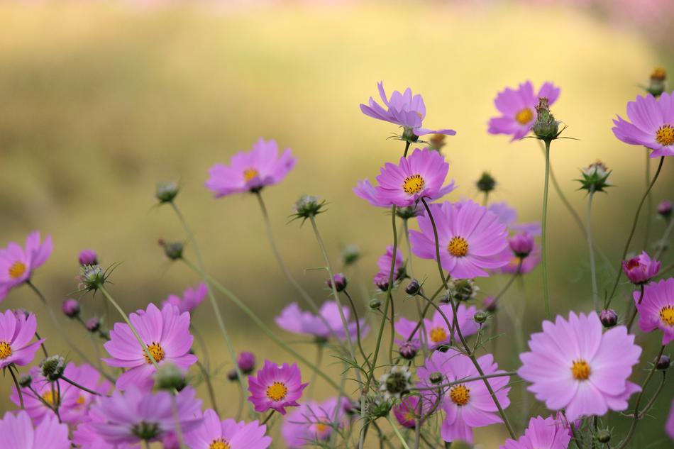 Flowers Kawamata