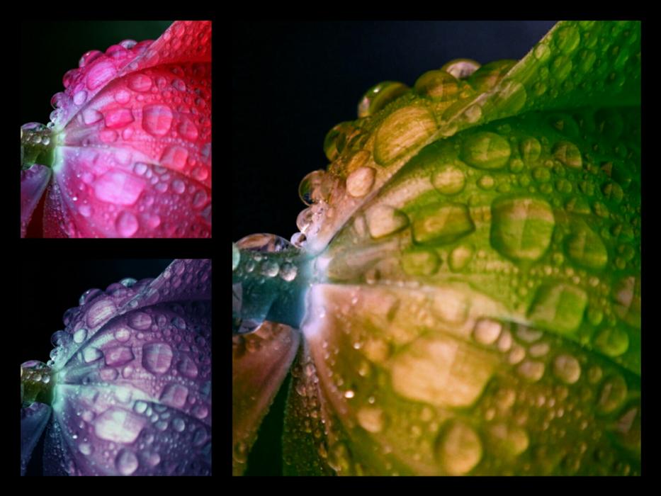 Collage with the beautiful and colorful flowers, with the drops of water