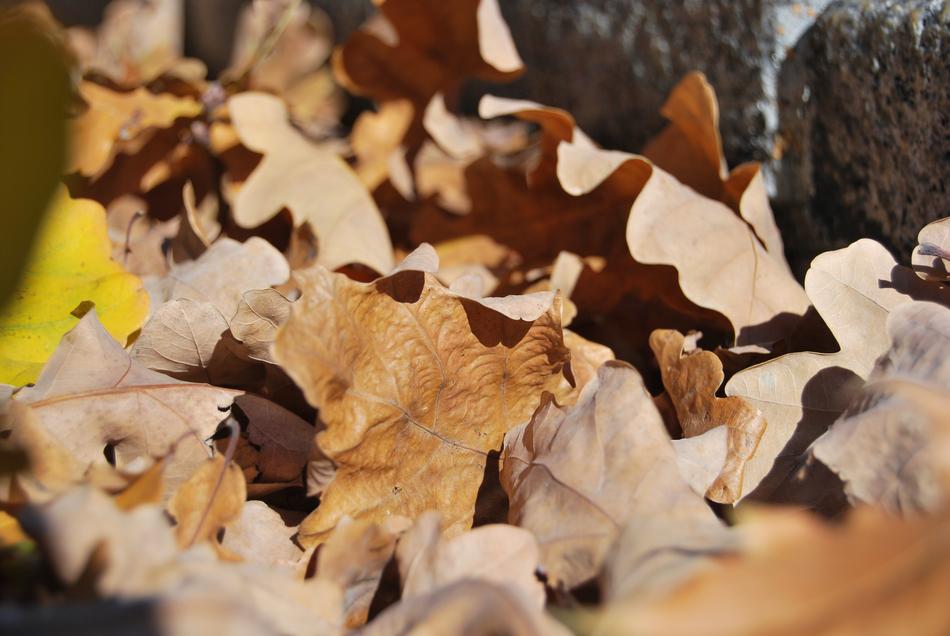 Foliage Withered Brown