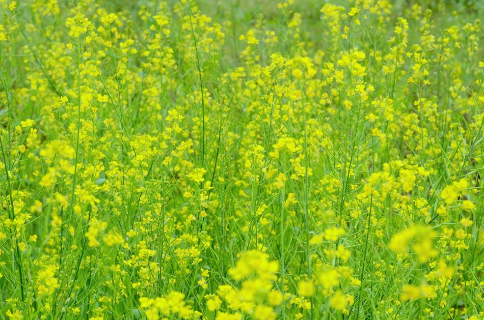 green and yellow Flower Withdrawal