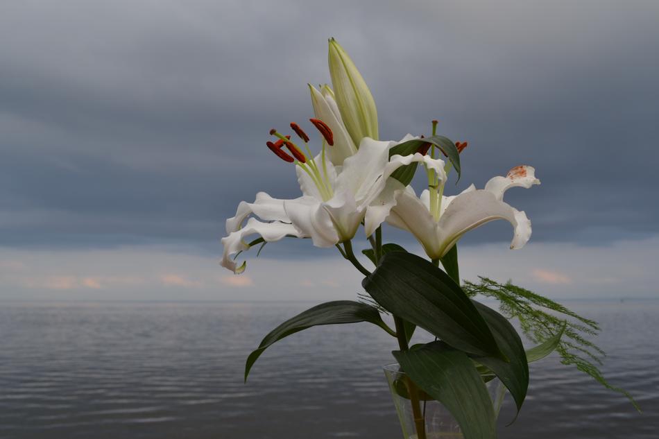 Beautiful and colorful lily flowers on the coast, under the cloudy sky