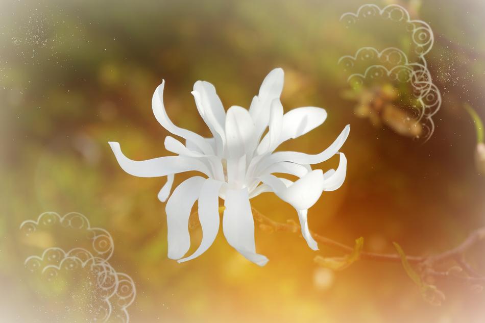 painted white magnolia on gold background