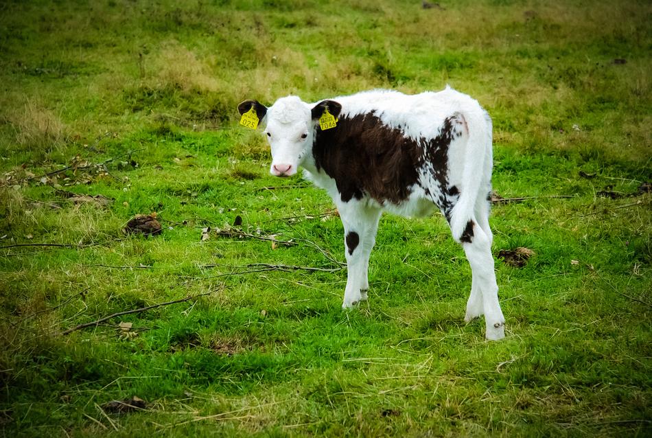 Calf Bovine The Cow
