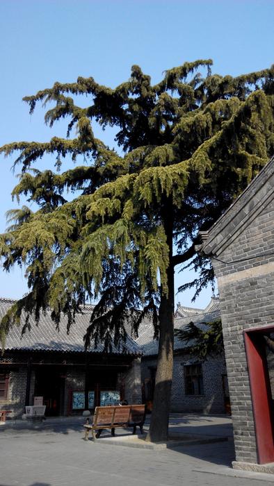 Qufu China Three-Hole Trees The