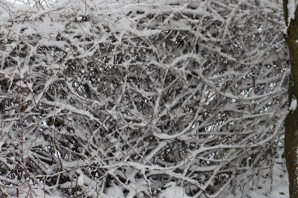 hedge Snowed In