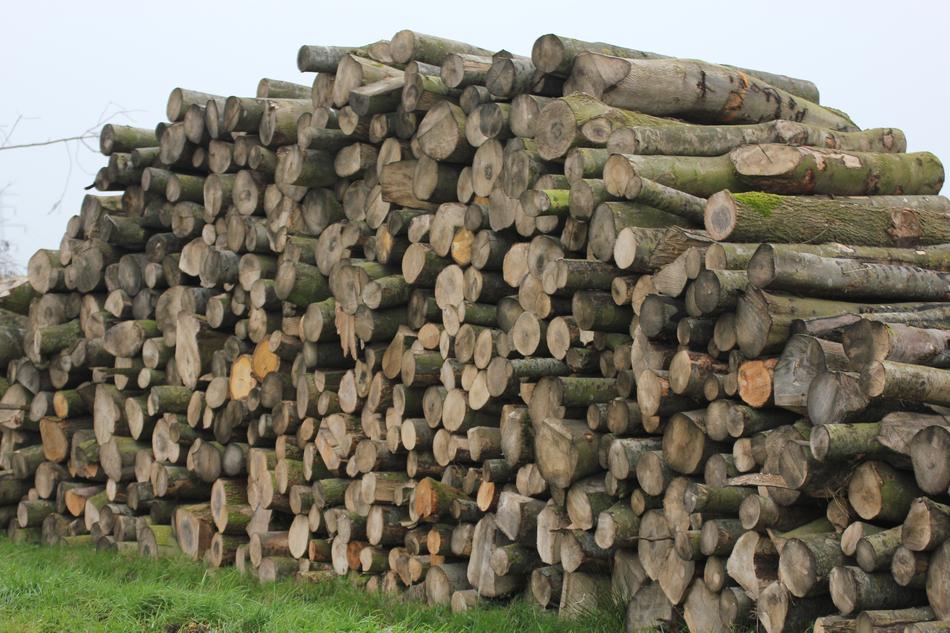 Trees Tribes