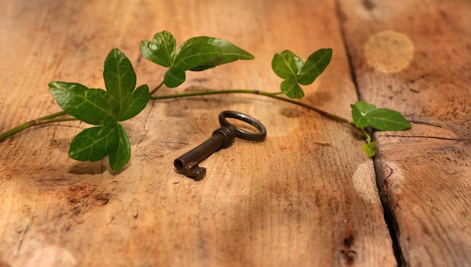Key Old Ivy Wood