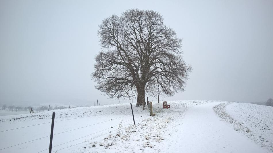 Winter Snow Tree