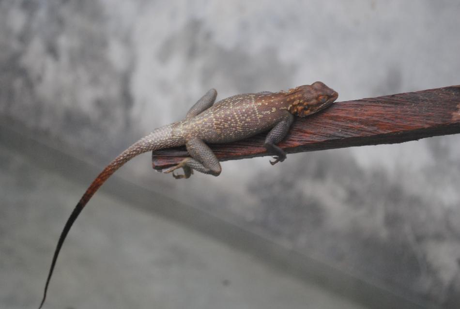 Lizard Lazy Reptile