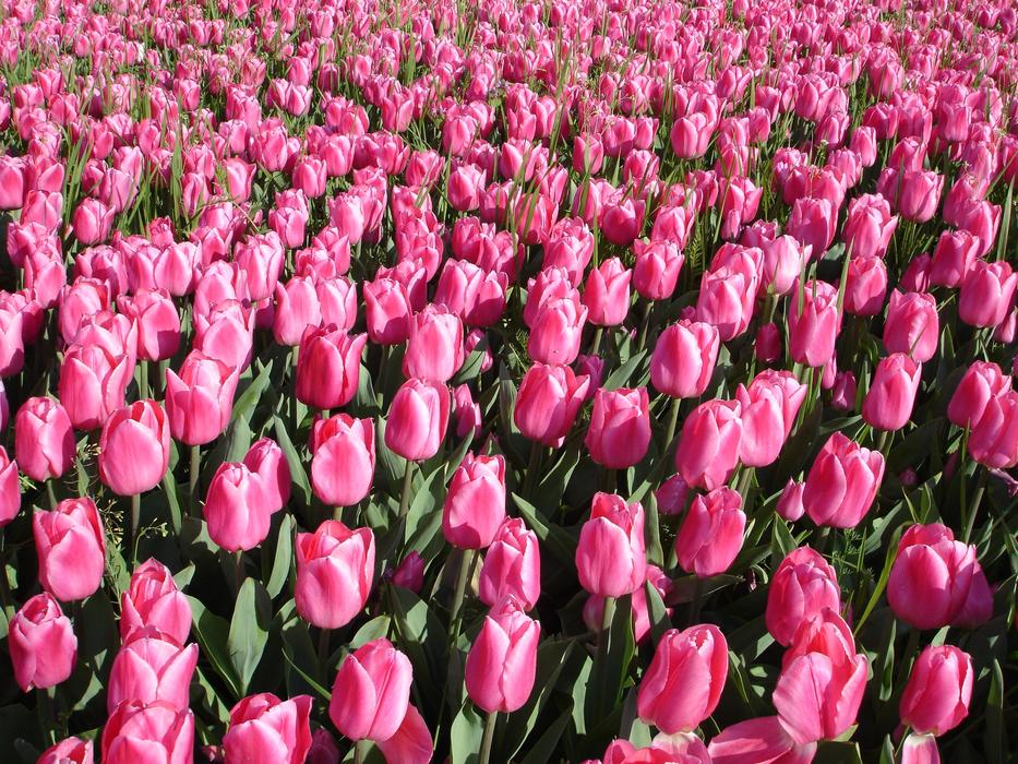 Field of the beautiful, blossoming, pink and white flowers