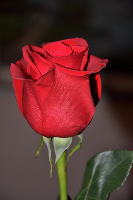 picture of Rose Red bud