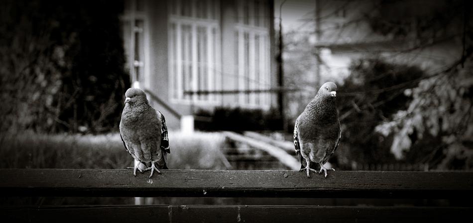 Pigeons Kraków Krowodrza