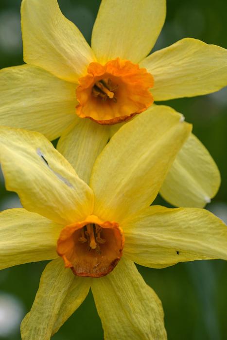 Flowers Macro Daffodils