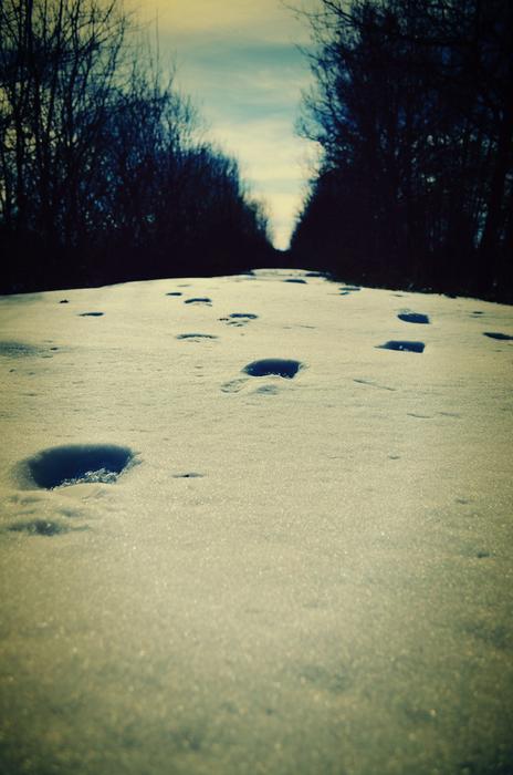prints on Snow track at Winter
