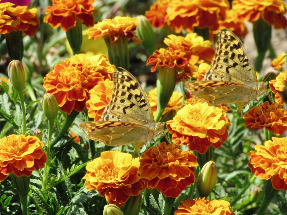 Ercan Daniel butterfly