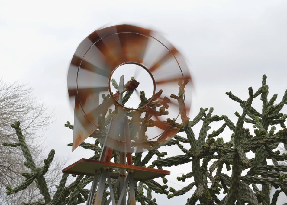 Windmill Cactus Motion