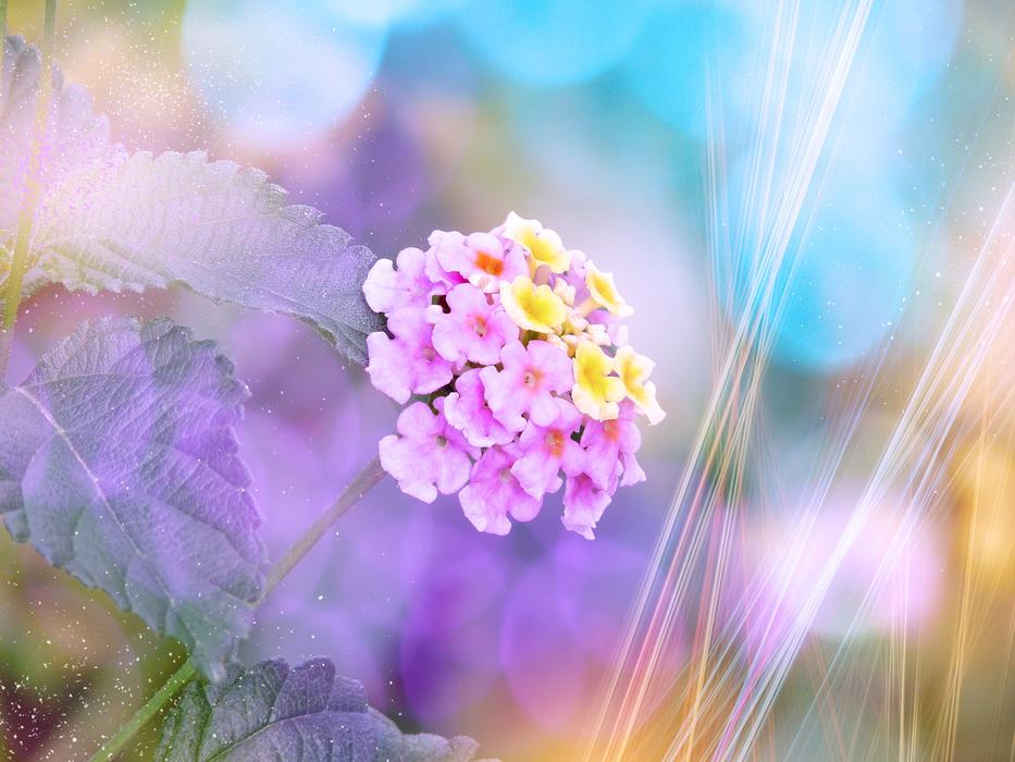 closeup photo of Flower Lantana Blossom