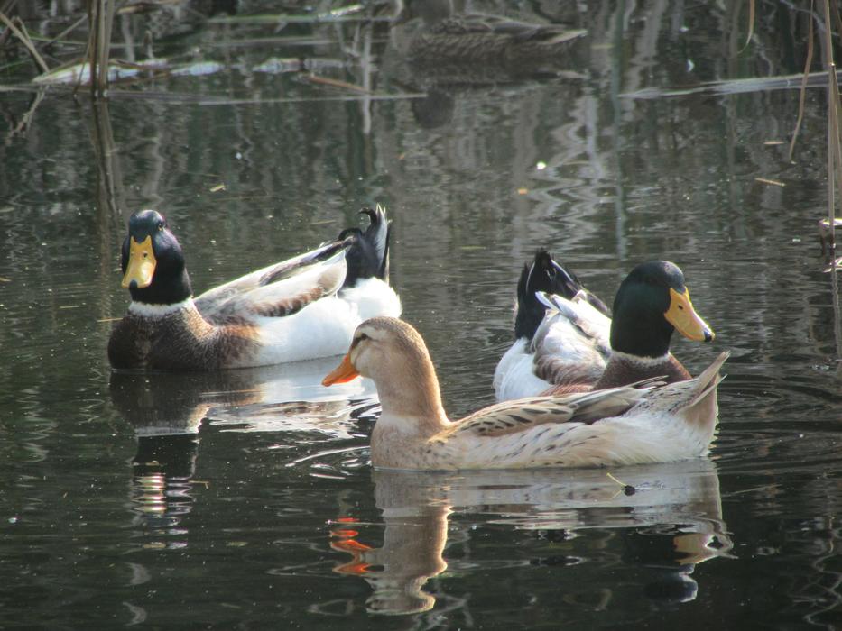 Cocks Lake