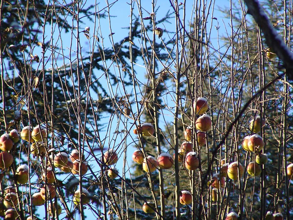 Apple tree at Winter time