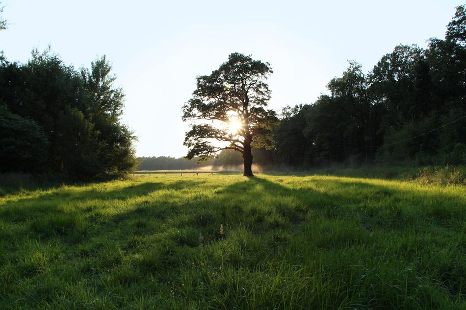 Oak West Light