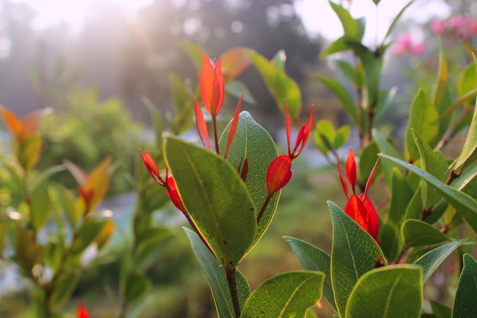 red flowers on the flowerbed in the fog in the morning