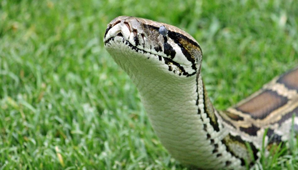 Schlang Constrictor Head on grass