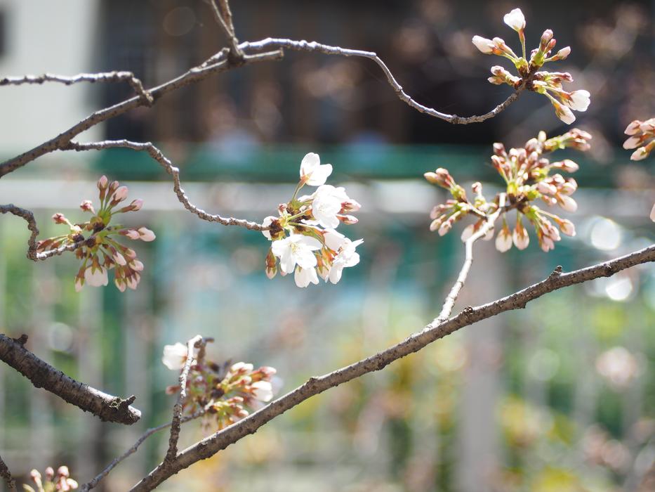Cherry Blossoms Spring