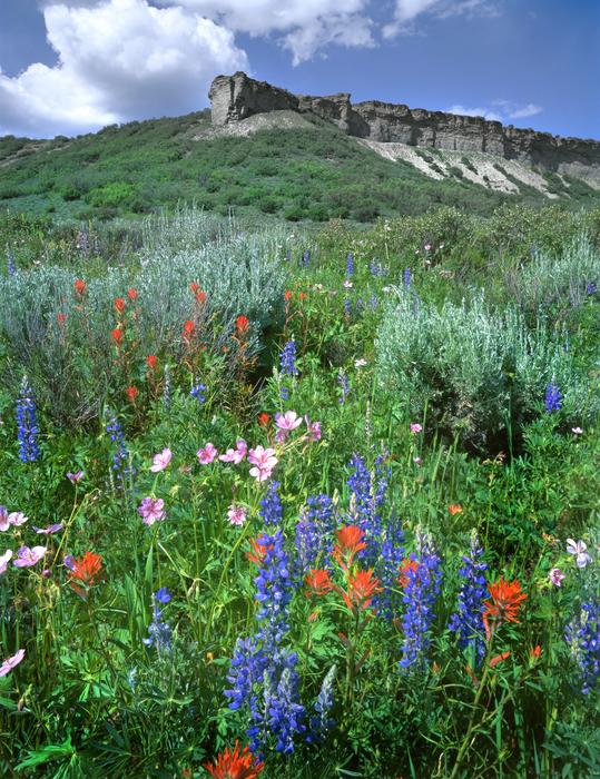Wildflowers Flat Top