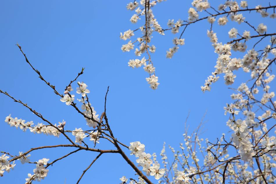 Peach BlossoFlowers And Trees in garden