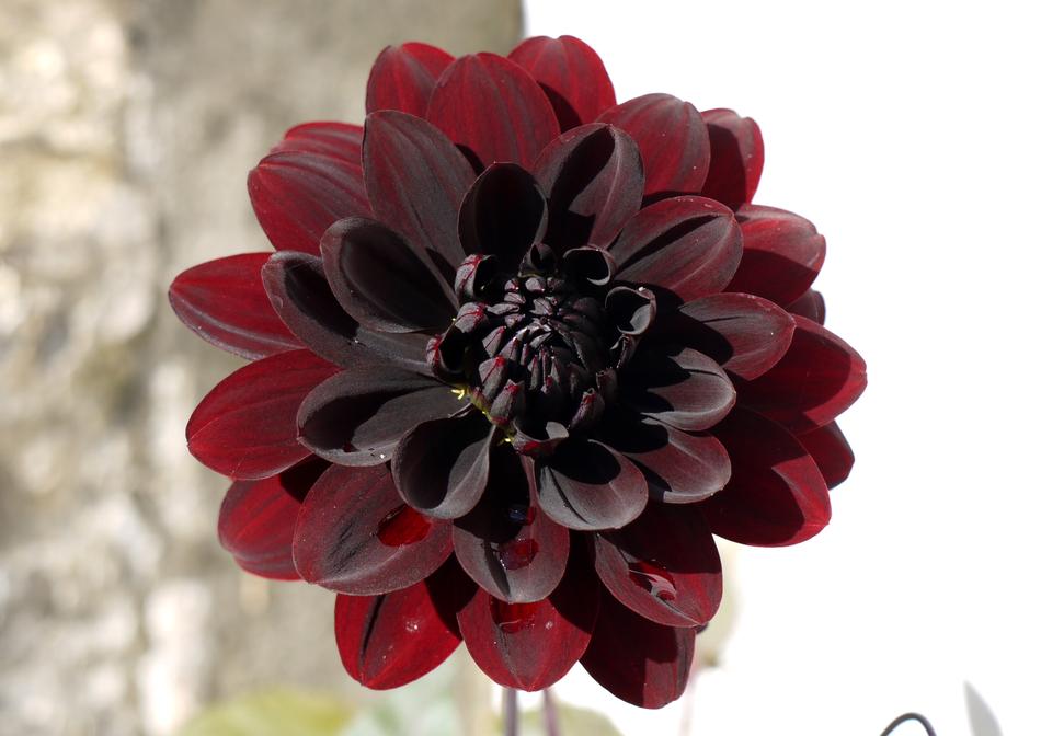 Dahlia Karma flower