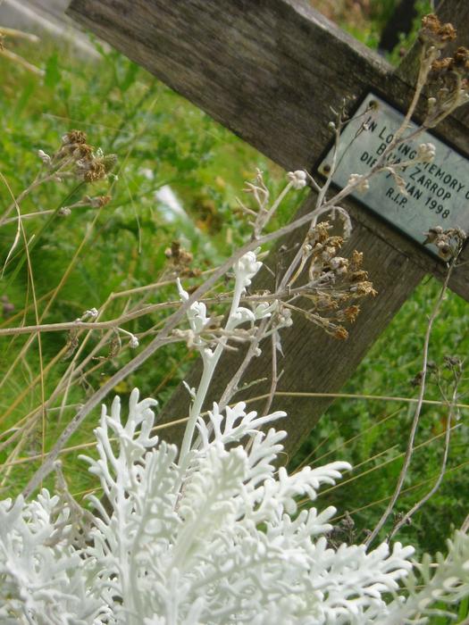 Cruz Life plants