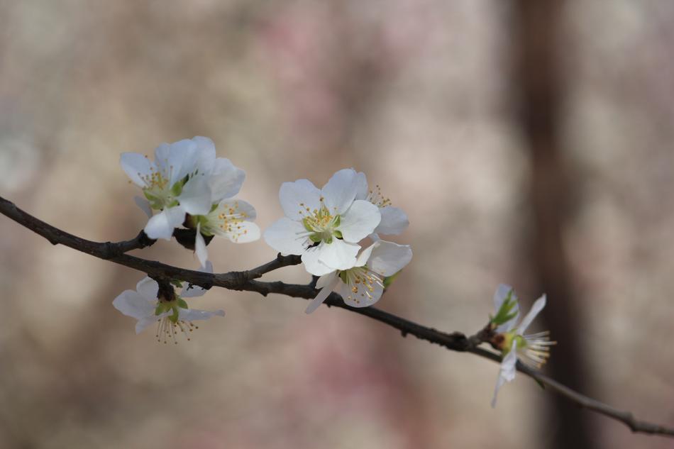 Blooming buds on a branch