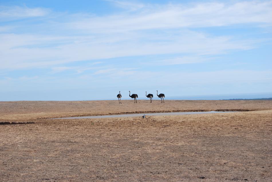 ostriches on a field in africa