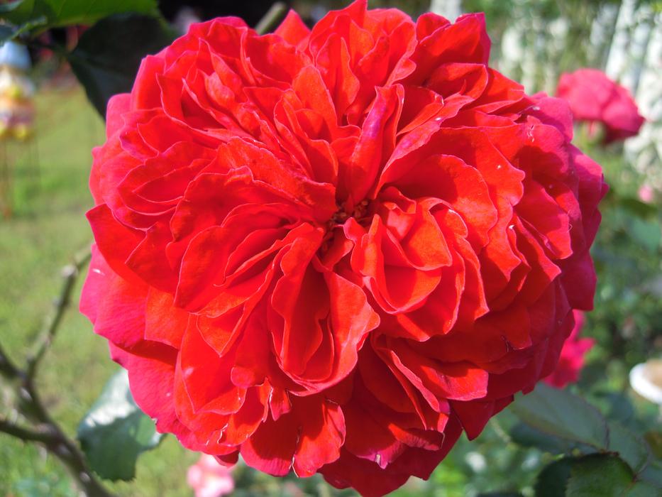Rose Roses Red è£ 'S Former