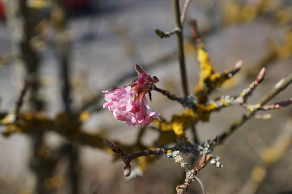 little flower on the stem of a branch