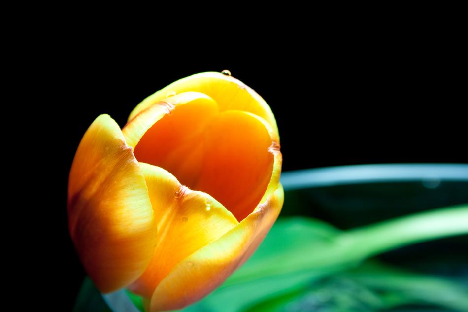yellow tulip close up on dark background