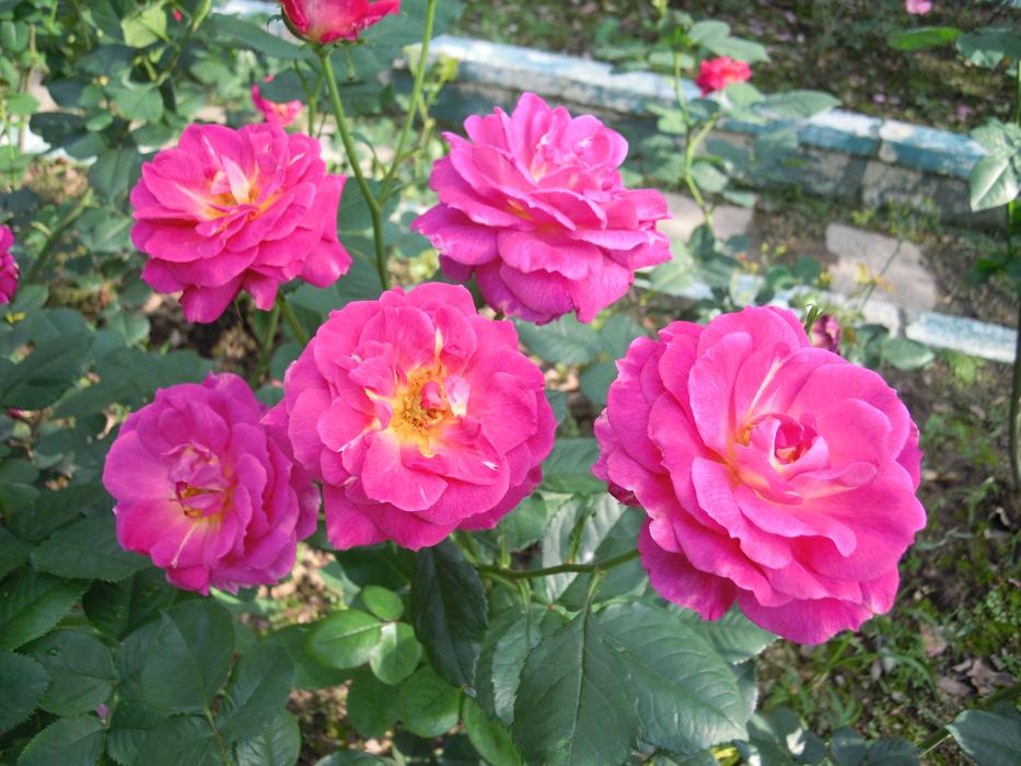 Rose Purple