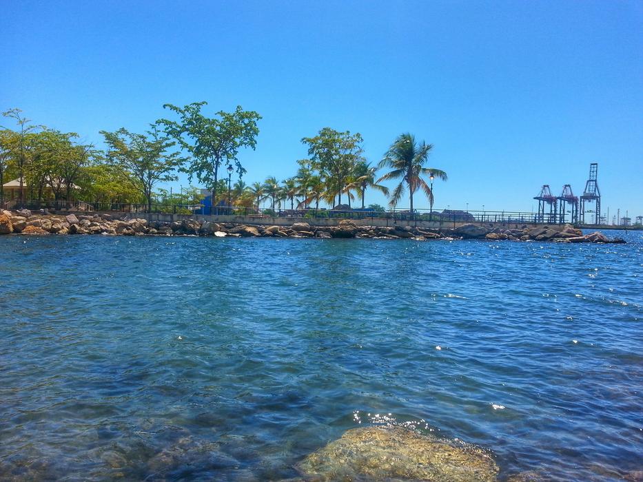 palm trees on the bay in puerto rico