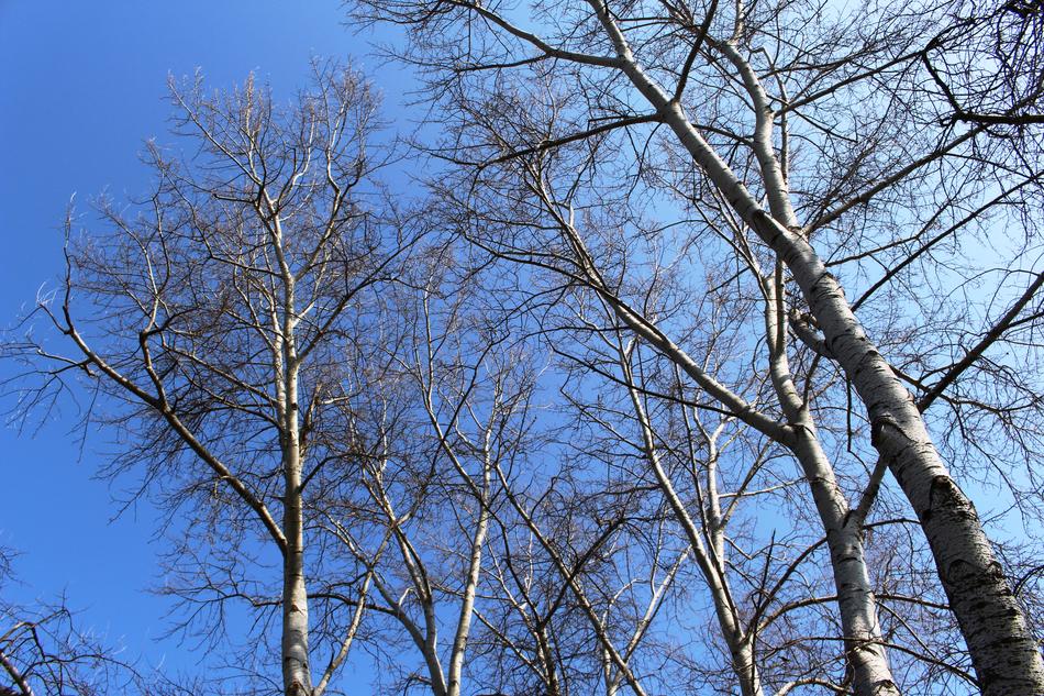 Trees Birch White