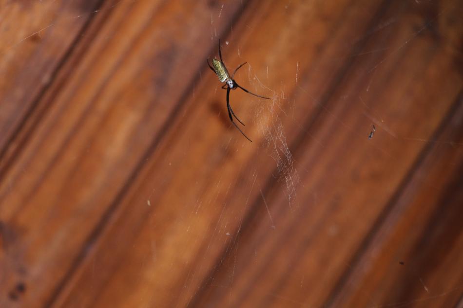 Spider Web