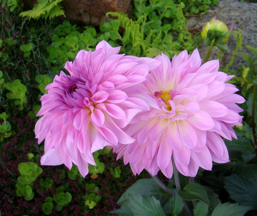 pastel purple dahlias in the garden