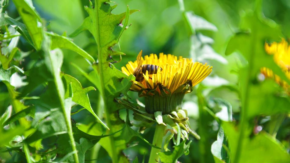 Bee on Dandelion in Spring