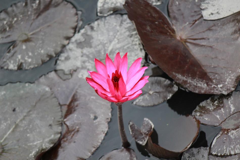 sepia, pink lotus