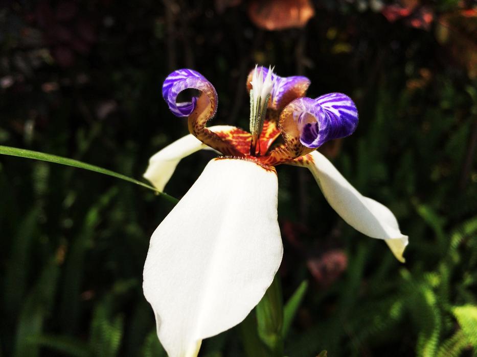 exotic spring flower